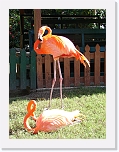 At_the _zoo (7) * 1536 x 2048 * (1.45MB)